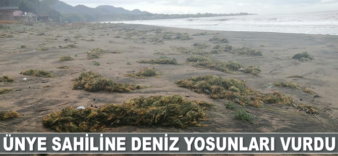 Ünye sahiline deniz yosunları vurdu