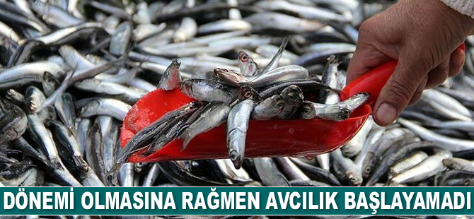 Giresun'da hamsinin kilosu el yakıyor