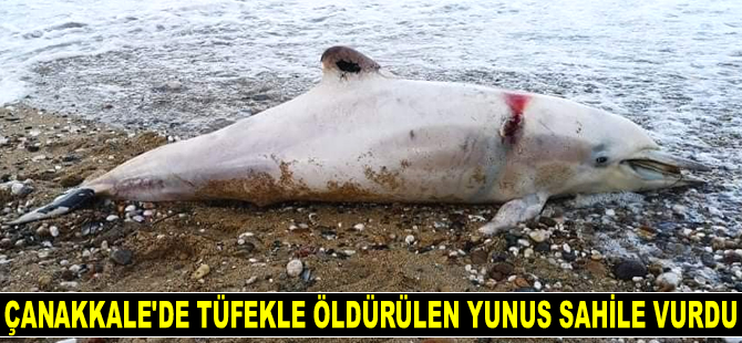 Çanakkale’de tüfekle öldürülen yunus sahile vurdu