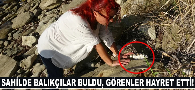 Çanakkale’de 9 milyon yıl öncesine ait mamut fosilleri bulundu