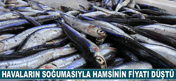 Havaların soğumasıyla hamsinin fiyatı düştü