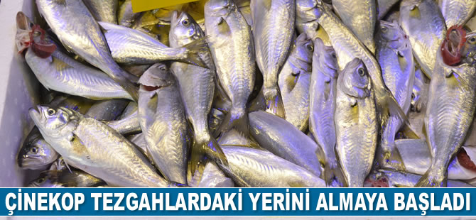 Çinekop tezgahlardaki yerini almaya başladı