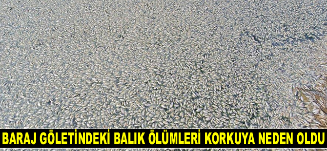 Baraj göletindeki balık ölümleri korkuya neden oldu