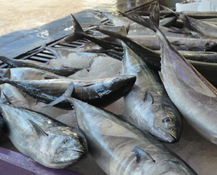 Tezgahlarda palamut azaldı, fiyatı arttı