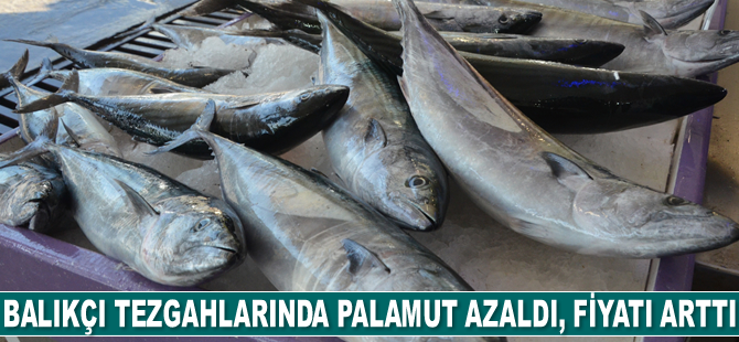 Tezgahlarda palamut azaldı, fiyatı arttı