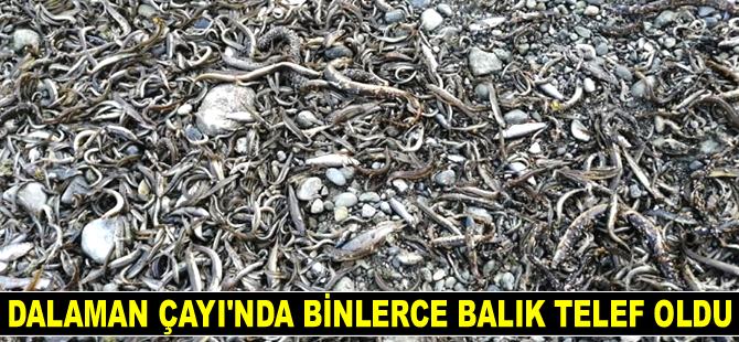 Dalaman Çayı’nda binlerce balık telef oldu