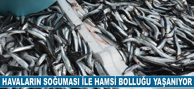 Havaların soğuması ile hamsi bolluğu yaşanıyor