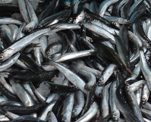 Havaların soğuması ile hamsi bolluğu yaşanıyor