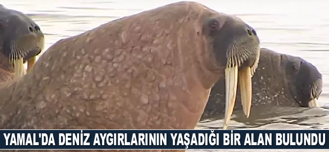 Yamal’da deniz aygırlarının yaşadığı büyük bir alan bulundu