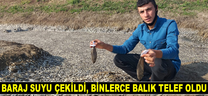 Baraj suyu çekildi, binlerce balık telef oldu