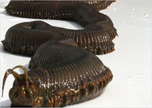 Akvaryumdaki solucanı görenleri korkutuyor