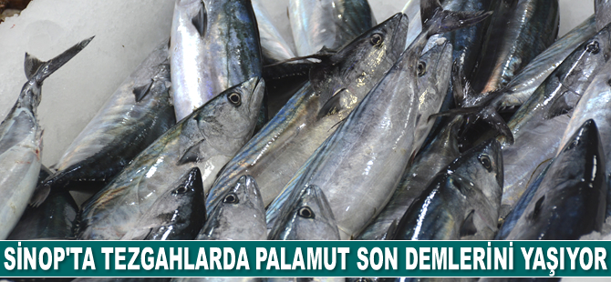 Sinop’ta palamut son demlerini yaşıyor