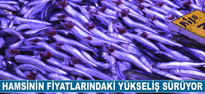Hamsi fiyatlarında yükseliş sürüyor