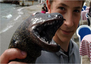 Bodrum’da Müren balığı yakalandı