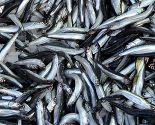 Tezgahlarda hamsi çoğaldı, fiyatı düştü