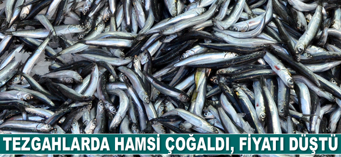 Tezgahlarda hamsi çoğaldı, fiyatı düştü