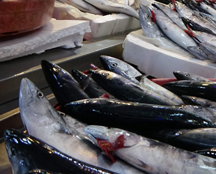 Türkiye'nin su ürünleri ihracatı 822 milyon dolara ulaştı