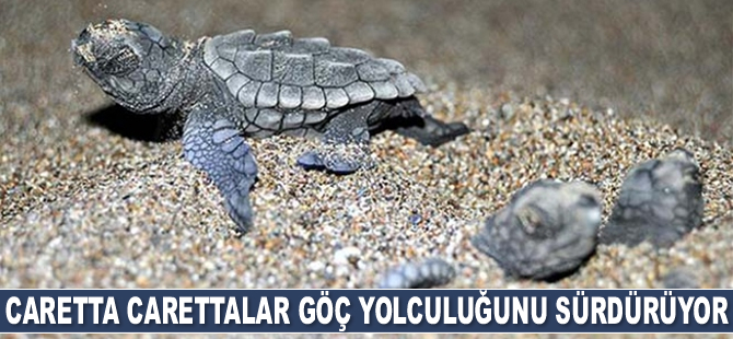 Deniz kaplumbağaları göç yolculuğunu sürdürüyor
