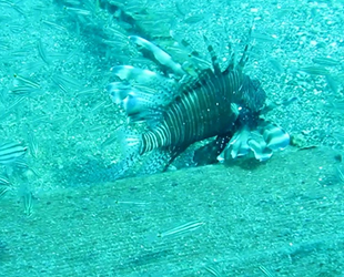 Doğu Akdeniz’e artık Kızıldeniz balık türleri hakim olmaya başladı