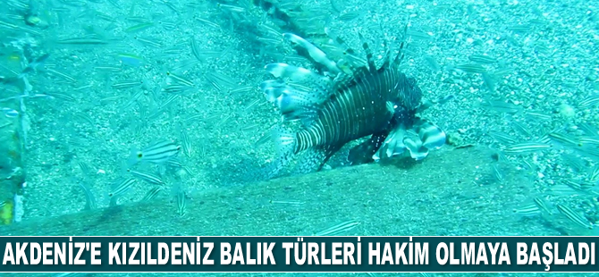 Doğu Akdeniz’e artık Kızıldeniz balık türleri hakim olmaya başladı