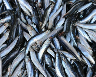 Tezgahlarda palamudun yerini hamsi aldı