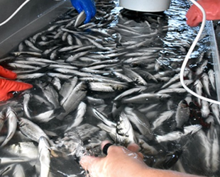 Muğla'dan 65 ülkeye balık ihraç ediliyor