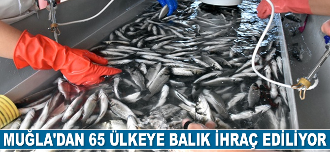 Muğla'dan 65 ülkeye balık ihraç ediliyor