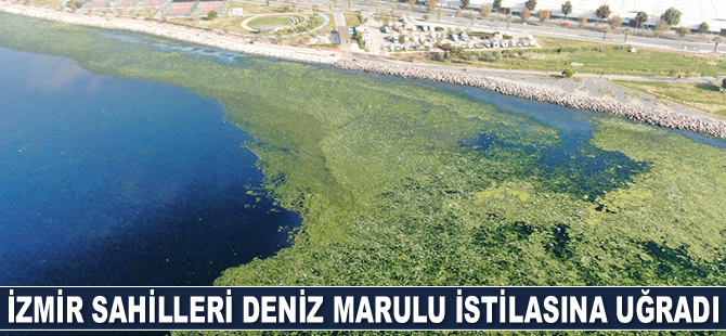 İzmir sahilleri deniz marulu istilasına uğradı