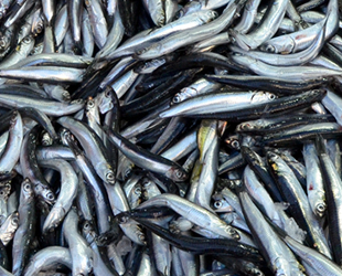 Hamsi bolluğu fiyatları düşürdü