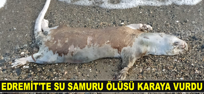 Edremit'te su samuru ölüsü karaya vurdu