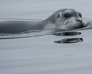 Deniz memelileri atık sular yoluyla korona virüse yakalanabilir