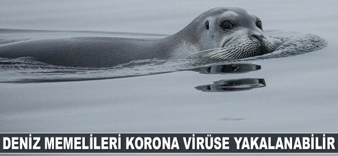 Deniz memelileri atık sular yoluyla korona virüse yakalanabilir