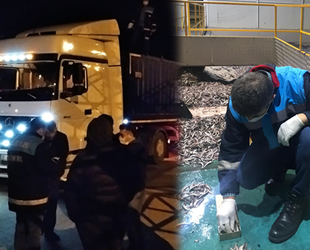 Trabzon'da 50 ton hamsiye el konuldu