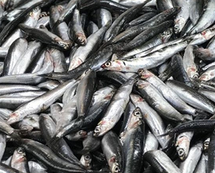 Balıkçılar, ümidini hamsiye bağladı