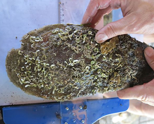 Akdeniz ve Ege'de deniz canlısı 'pina'ları yok eden parazit tespit edildi