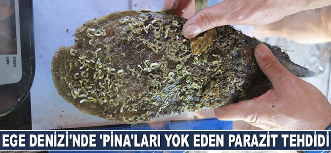 Akdeniz ve Ege'de deniz canlısı 'pina'ları yok eden parazit tespit edildi