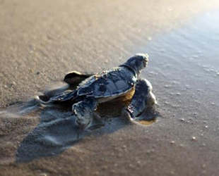 550 bin yavru deniz kaplumbağası denizle buluştu