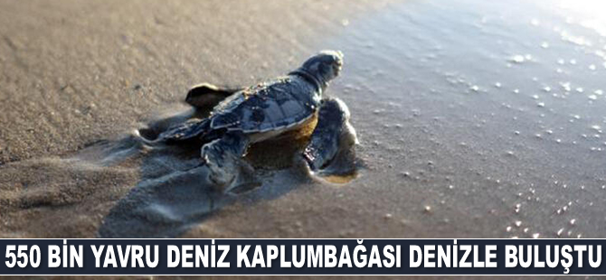 550 bin yavru deniz kaplumbağası denizle buluştu