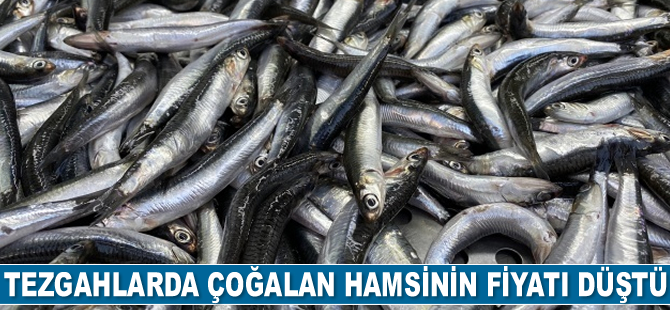 Tezgahlarda hamsi çoğaldı, fiyatı düştü