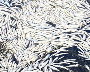 Ankara’da barajdaki balık ölümleri araştırılıyor