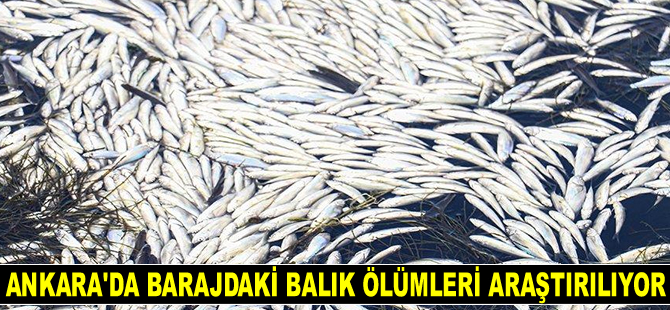 Ankara’da barajdaki balık ölümleri araştırılıyor