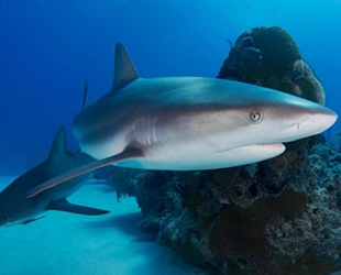 Köpekbalıklarını denizde bırakmak, atmosferdeki karbondioksit miktarını azaltıyor