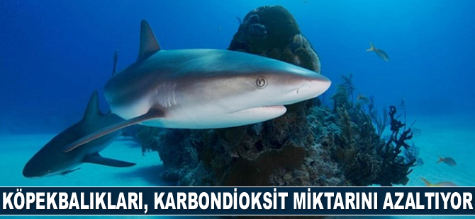 Köpekbalıklarını denizde bırakmak, atmosferdeki karbondioksit miktarını azaltıyor