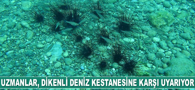 Uzmanlar, dikenli deniz kestanesine karşı uyarıyor