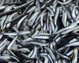 Karadeniz'de hamsi bolluğu yaşanıyor