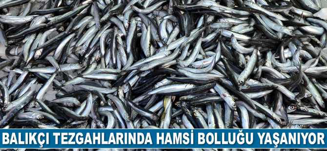Karadeniz'de hamsi bolluğu yaşanıyor