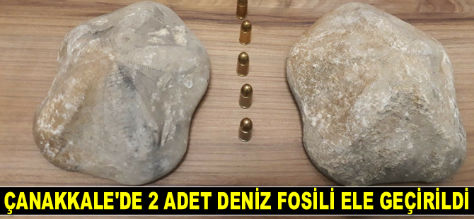 Çanakkale'de 2 adet deniz fosili ele geçirildi