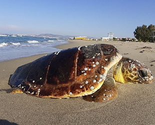 Kuşadası’nda iki kaplumbağa ölü olarak bulundu