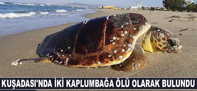 Kuşadası’nda iki kaplumbağa ölü olarak bulundu
