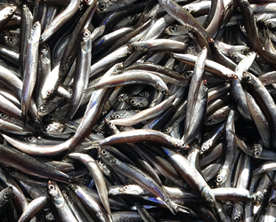 Karadeniz'de hamsi balıkçıların yüzünü güldürdü